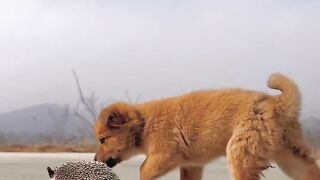 pastoral pet