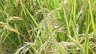 agriculture 2