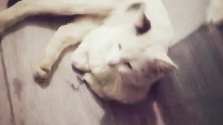 White cat 2