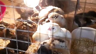 Pelung chicken