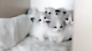Funny Cat 22