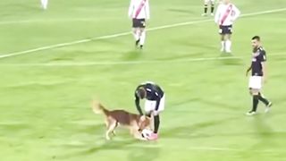 funy dogs