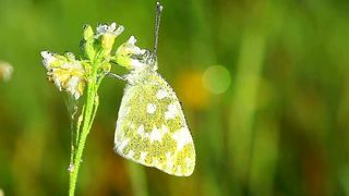 Beautiful butterfly timelapse