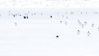 Penguins walking in 5x speed
