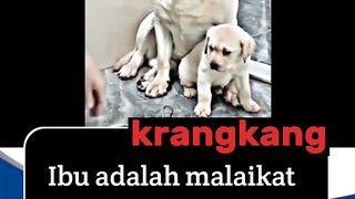 Funny Dog 10