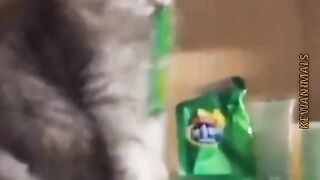 Funny moments cats ????????