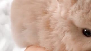 very cute palm-sized bunny