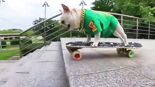 Dog Challenge