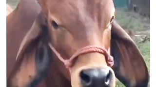 Cow vs Rock Face Reaction