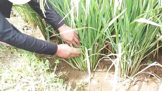 Pupuk Padi Terbaik Untuk Meningkatkan Panen