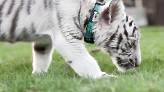 white tiger cub