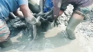 Belut makan belut
