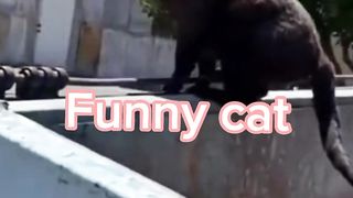 Cat Funny 3