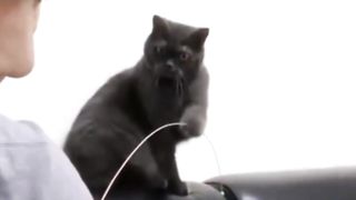 Damn Cat ????????