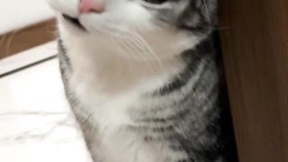 Cat: Come and play with me. Come on, why don't you come