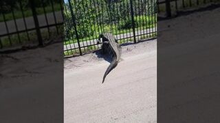 Giant alligator bends metal fence while forcing its way through