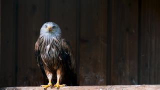 eagle