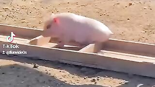 Wee videos 33