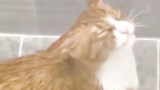 funny animals - cat acting strange - pet cat