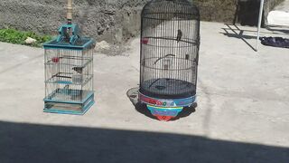 #sepah raja # sogon # kolibri # sogon gacor