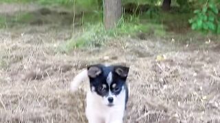 kitten picks apricots for puppy