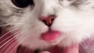 Sticking out one's tongue ????#cat