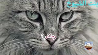 ماهو الحيوان الذي يصوم شهر رمضان مثل