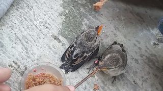 Anakan kapasan kemiri