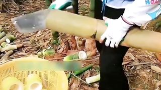 This bamboo shoot looks delicious