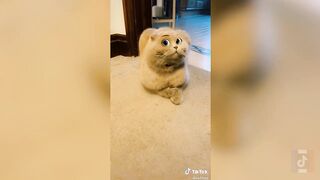 Tiktok vidéo animal