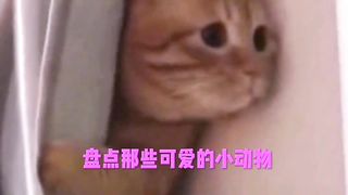 Funny animals laugh every day