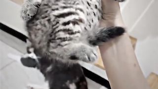 CUTE LITTLE CAT