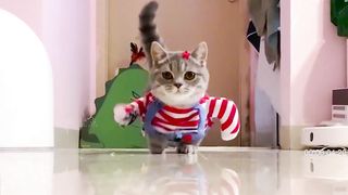 The cute cat model walks to the music