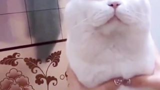 Lovely animals cat pets