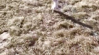Call Hei Hei next to you for # Confused dog behavior # Spirit dog # funny dog