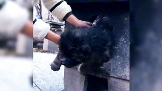 Taking stock of animals' bad moments is really heartbreaking and funny