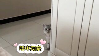 On May 20th, in Henan, the owner was sick and bedridden without eating. The cat gave her cat food to freeze-dry.