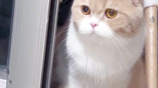 The owner bought a golden silk bear to accompany the kitten, but the kitten drools directly on the ground when it sees it.