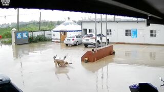 Those unlucky humans who have been teased by animals!