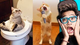 Funny animals 2023 Funniest Cats and Dogs 3