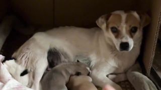 The little dog gave birth to a paparazzi, so he pulled Ha Ge over to ask if it was his child
