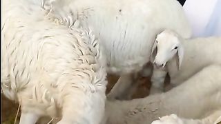 #shorts لليوم الثاني على التوالي انهيار اسعار الاغنام