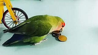Funny and cute pet