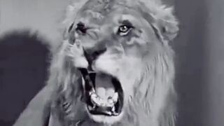 the lion became very angry II সিংহটি প্রচণ্ড রেগে গেল