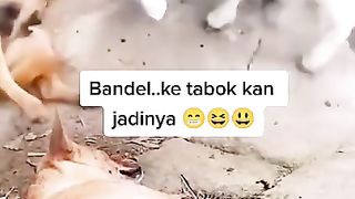 Domba salah induk