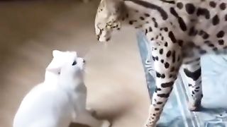 Kucing berkenalan