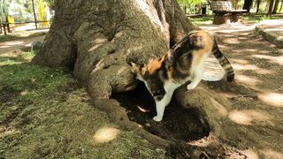 The Purr-fect Kitten House- A Must-See!