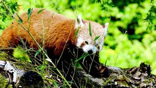 nature's cutest animal