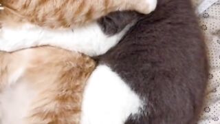 КОТКИ 14