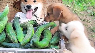 Dogs are also starting to look forward to summer